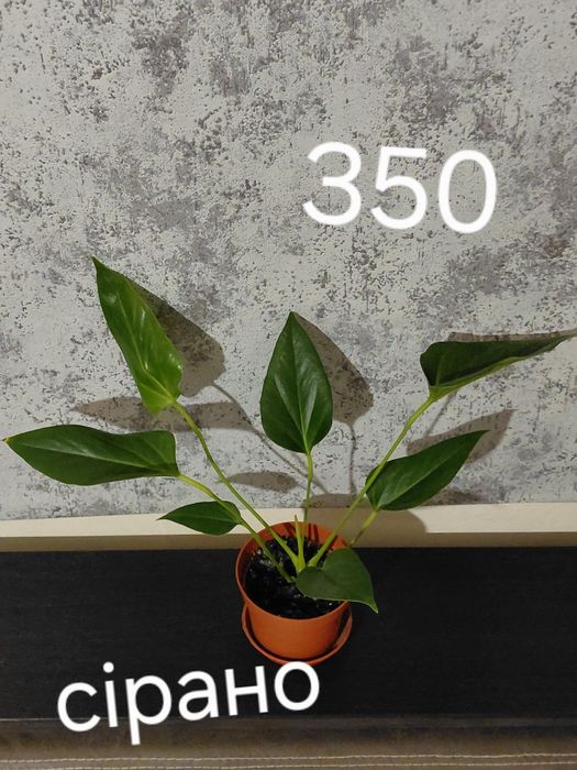 Поділки антуріумівв более 30 сортовв