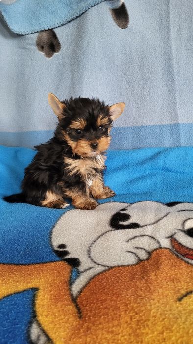 Чистокровные йорк мини.