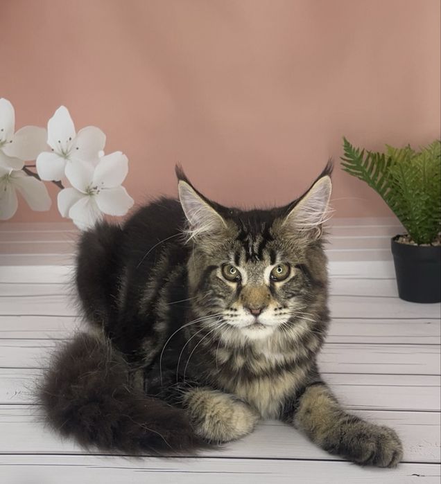 Чтстокровные котята Мейн Кун