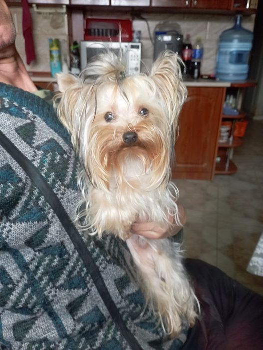 Підрощені хлопчик і дівчинка