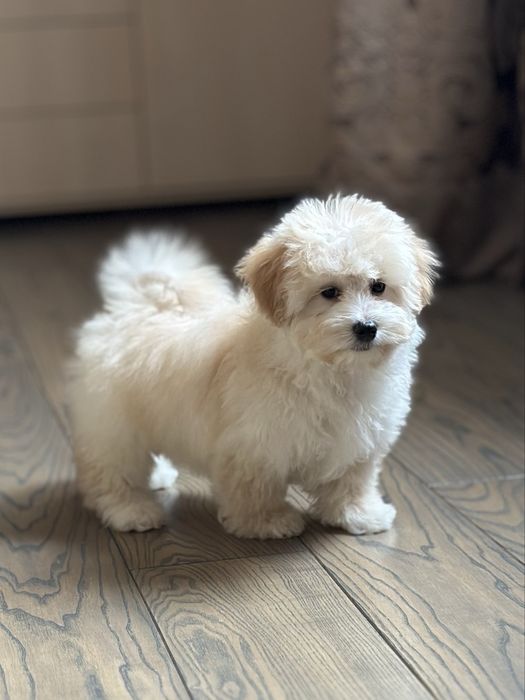 Мальтипу ф1 мини  3 месяца Кремового окраса (слоновая кость)