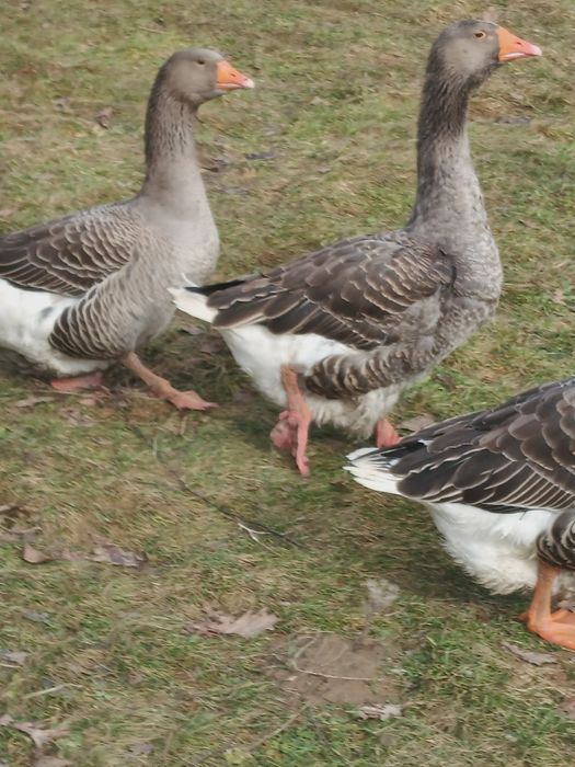 Jaja lęgowe od gęsi landes.