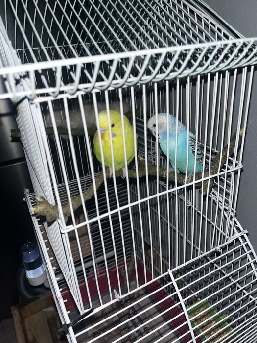 Cedo casal de piriquito