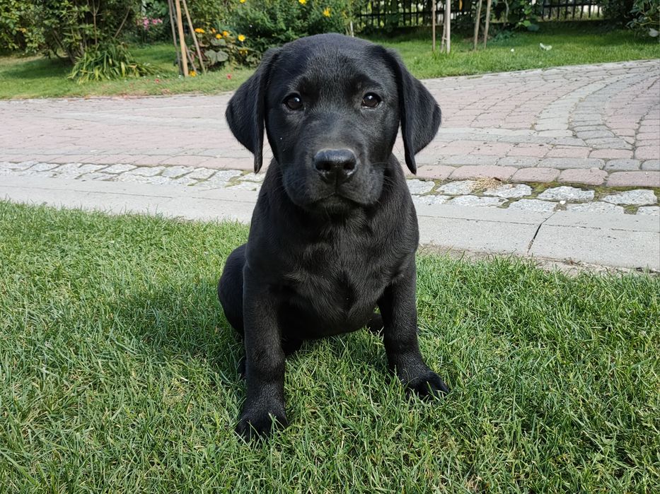 Labrador Retriever, ostatnia mocnej budowy SUCZKA! Już do odbioru!