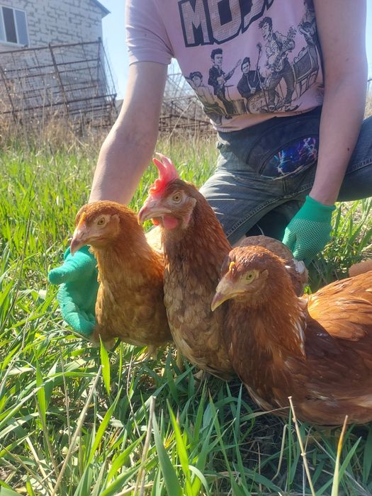 Карловка! Продам курей-несушок! Доставка безкоштовна