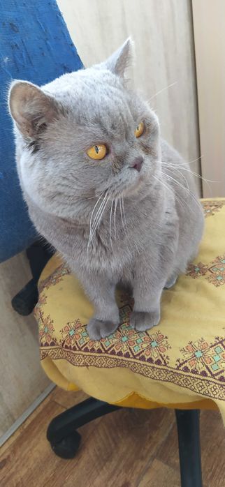 Шотландский прямоухий кот приглашает на вязку вислоухих и прям кошечек