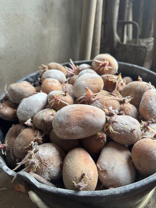 Batata Semente -Menphis