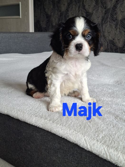 Cavalier King Charles Spaniel