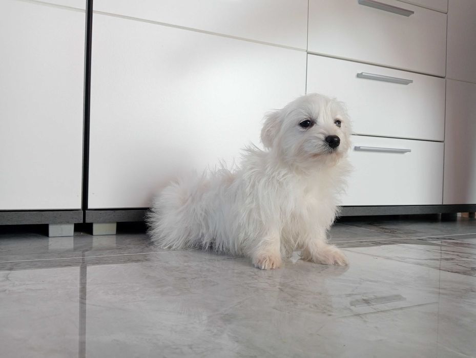 Maltańczyk szczeniaczek suczka.