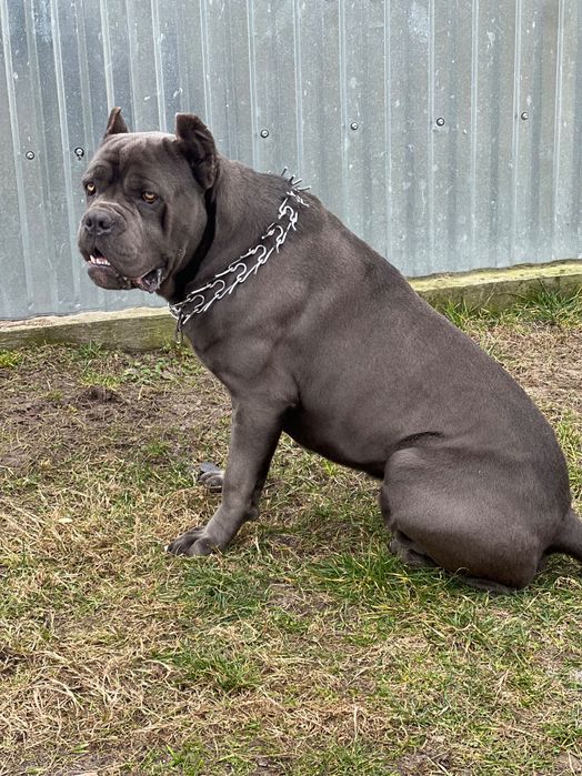 Злучка, кане-корсо кобель  шукає пару.