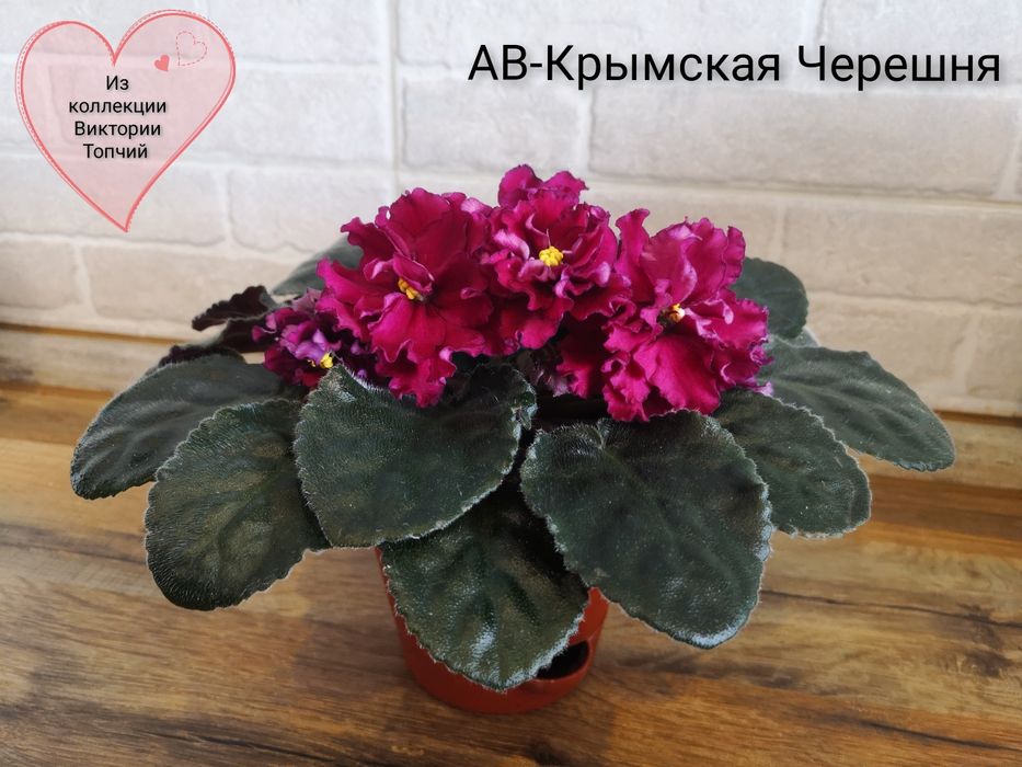 Сортовые фиалки фиалка