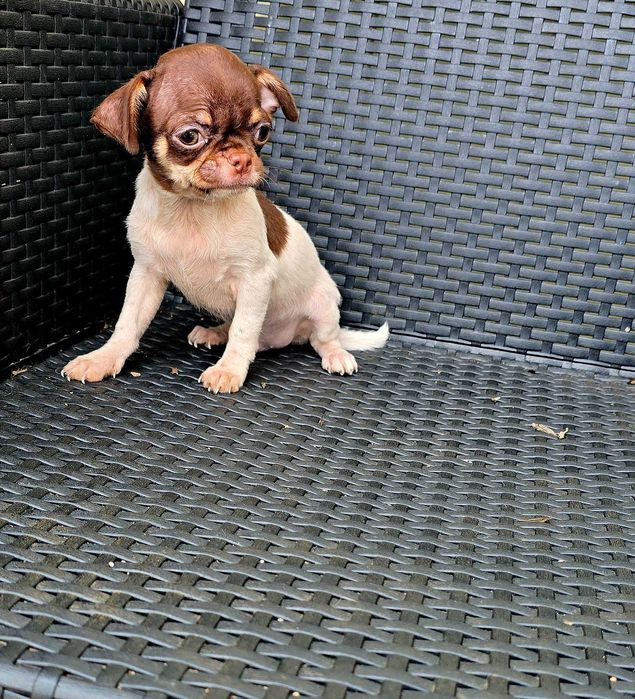 Chihuahua Macho cor Choco Pied bem pequenino