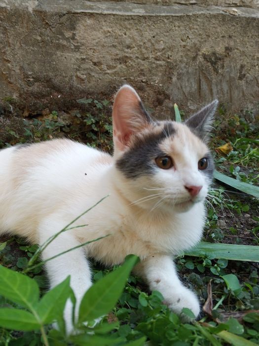 Котики, у відповідальні та добрі руки