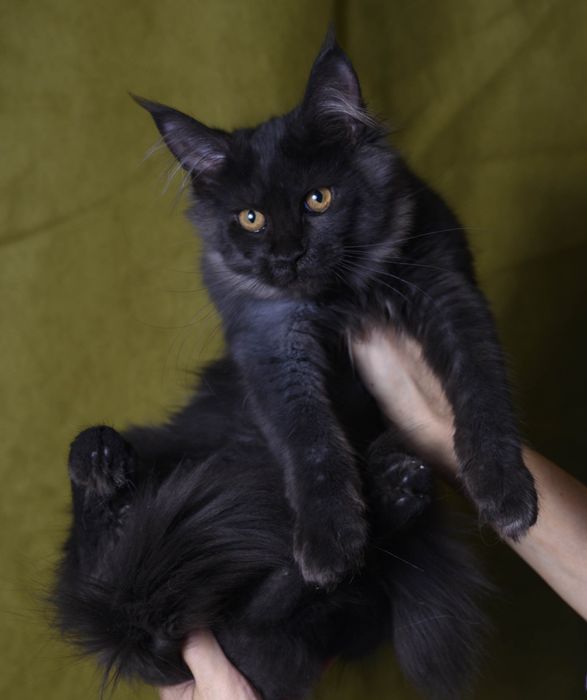 Черные солидные девочки и мальчик мэйнкун