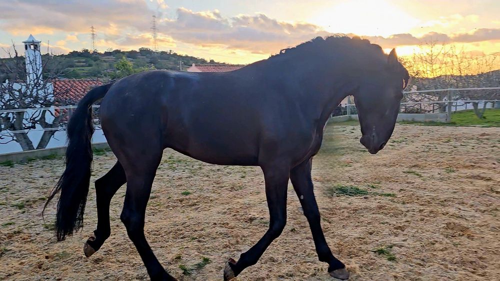 COBRIÇÕES disponíveis PSL 70 pts