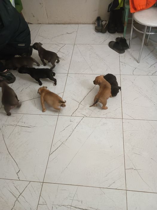 Szczeniaki do oddania