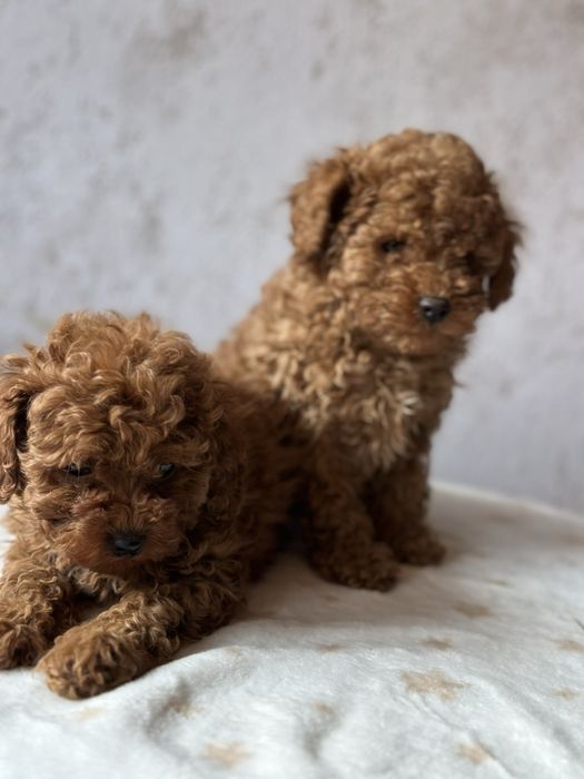 Щенки той пкдель red brawn! toy poodle teucap