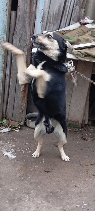 Віддам собачку в гарні руки