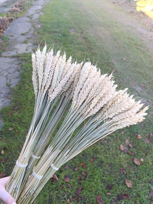 Колоски пшениці,жита,льон та сухоцвіти