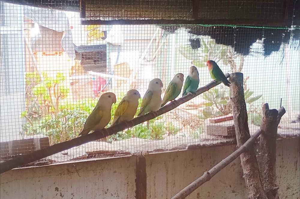 Pavões, patos, gansos,caturras etc