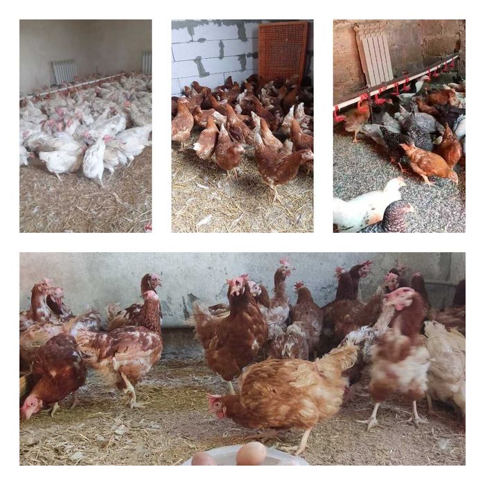 Продам кури несушки! Доставка безкоштовна. Переяслав!