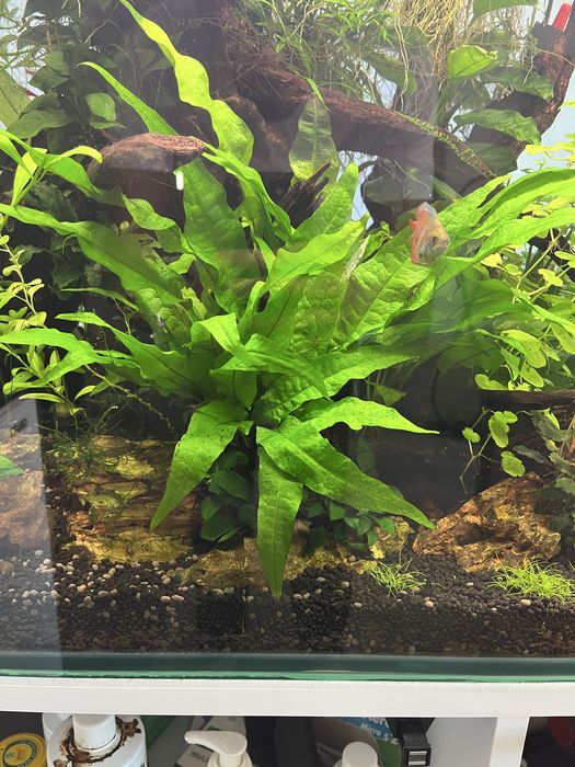 Aquário Plantado 200L - Fluval FX4 | Chihiros | Tropica