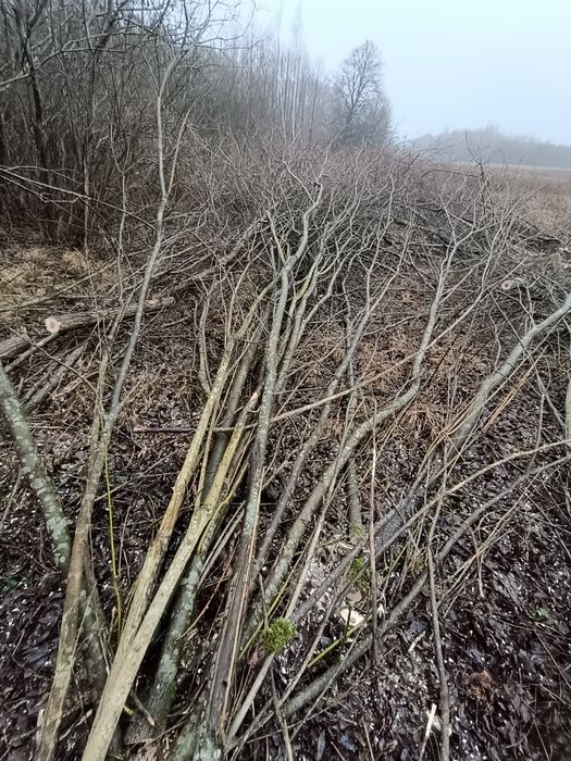 Oddam gałęzie, gałęziówka. za darmo!