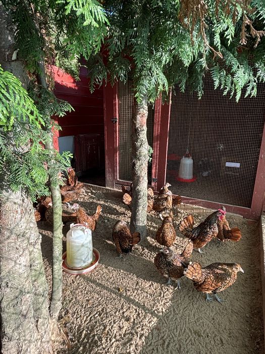 Jajka jaja lęgowe kur sebrytki zlotej