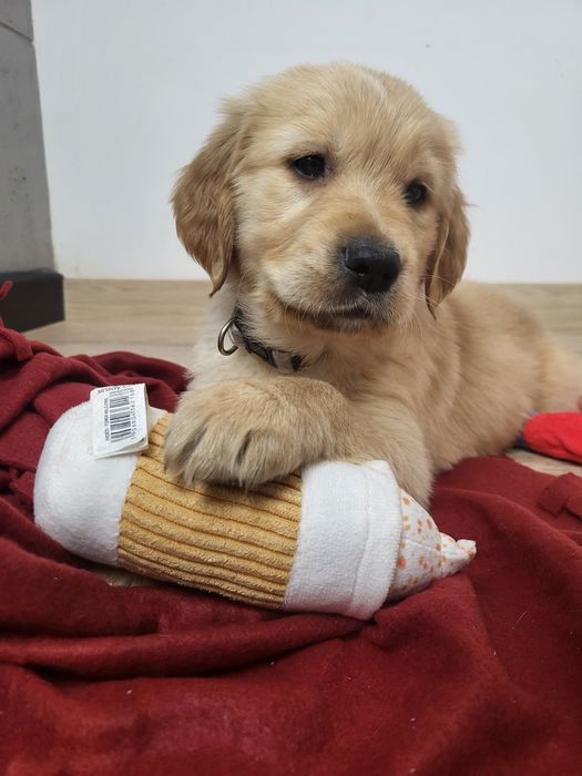 Samiec Golden Retriever gotowy do odbioru