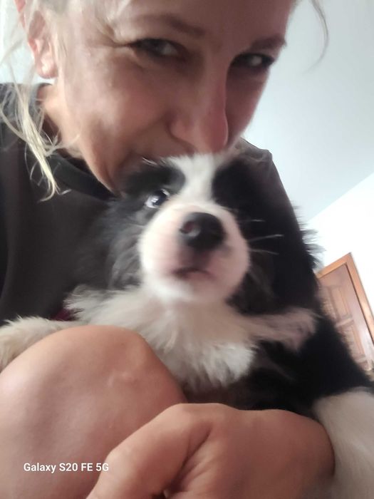 Border collie z metryka Fci.Okazja!