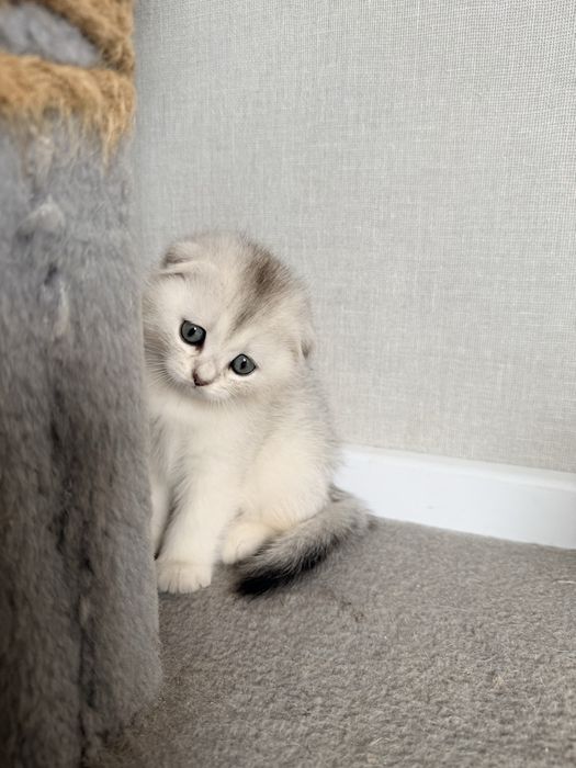 Шотландські кошенята Золота та Срібляста шиншила (Чернігів)
