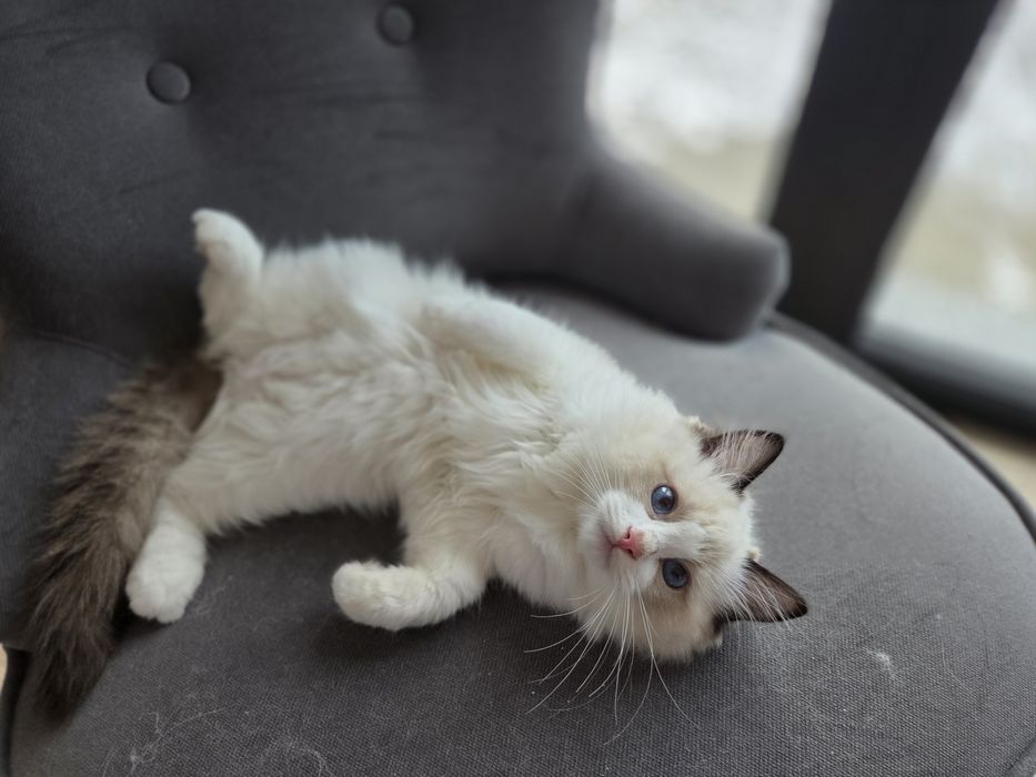 Kotek RAGDOLL kocurek seal  Bicolour