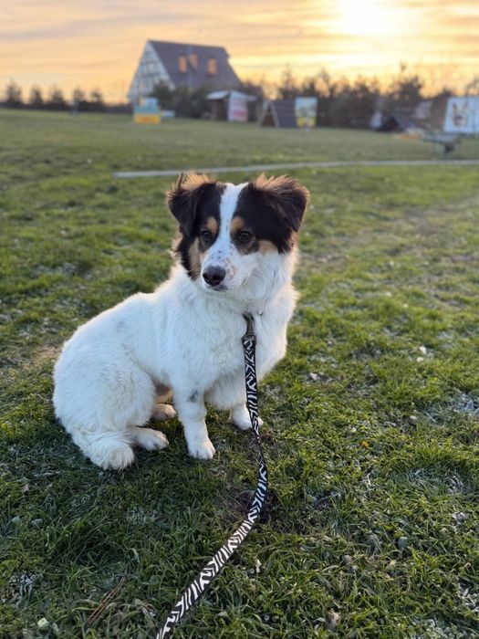 Собака песик хлопчик