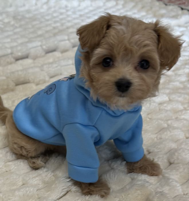 Мальтипу мини- крошечный компаньон навсегда маленький