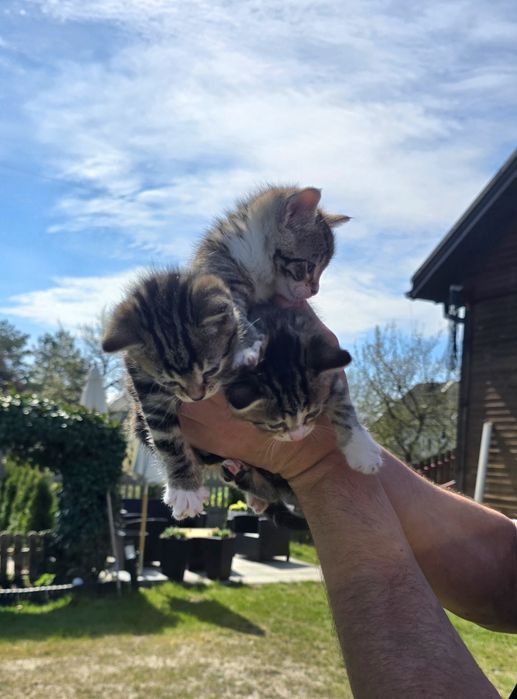 Do oddania 3 urocze kotki