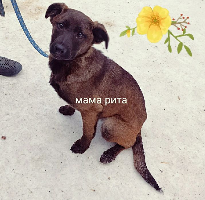 Цуцики хлопчік дівчинка Черкаси