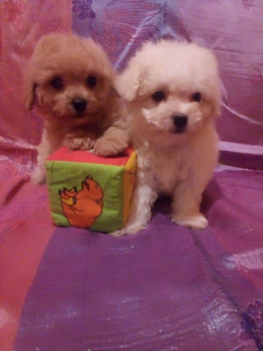 Маленькі гарненькі мальтіпушки з доставкою