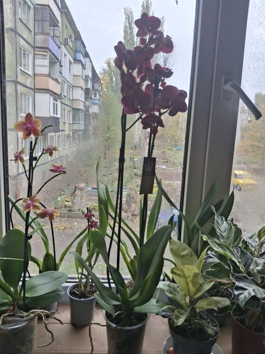 Орхидеи, Стефанотис, Хоя, АнтуриумКомнатные цветы