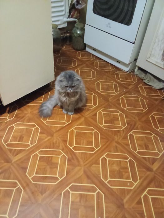 Віддам в добрі руки породисту кішку.