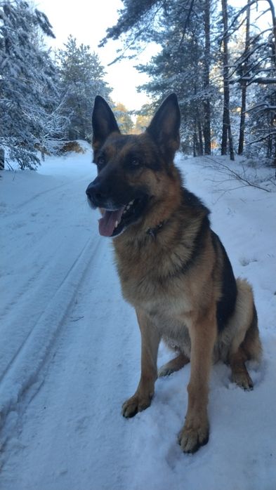 В'язка німецької вівчарки