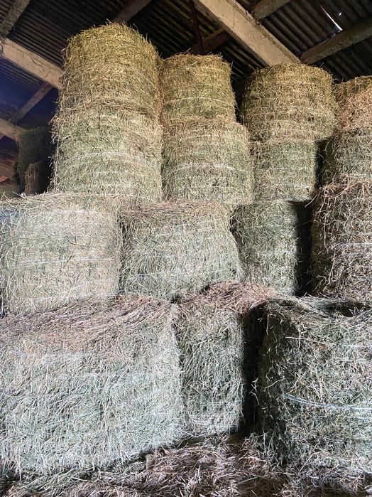 Сіно люцерни в об'ємних тюках
