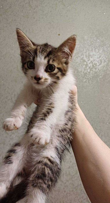 Отдам кошечку в добрые руки