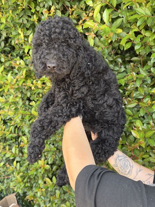 Oportunidade  Caniche Standard /Gigante Macho Puro