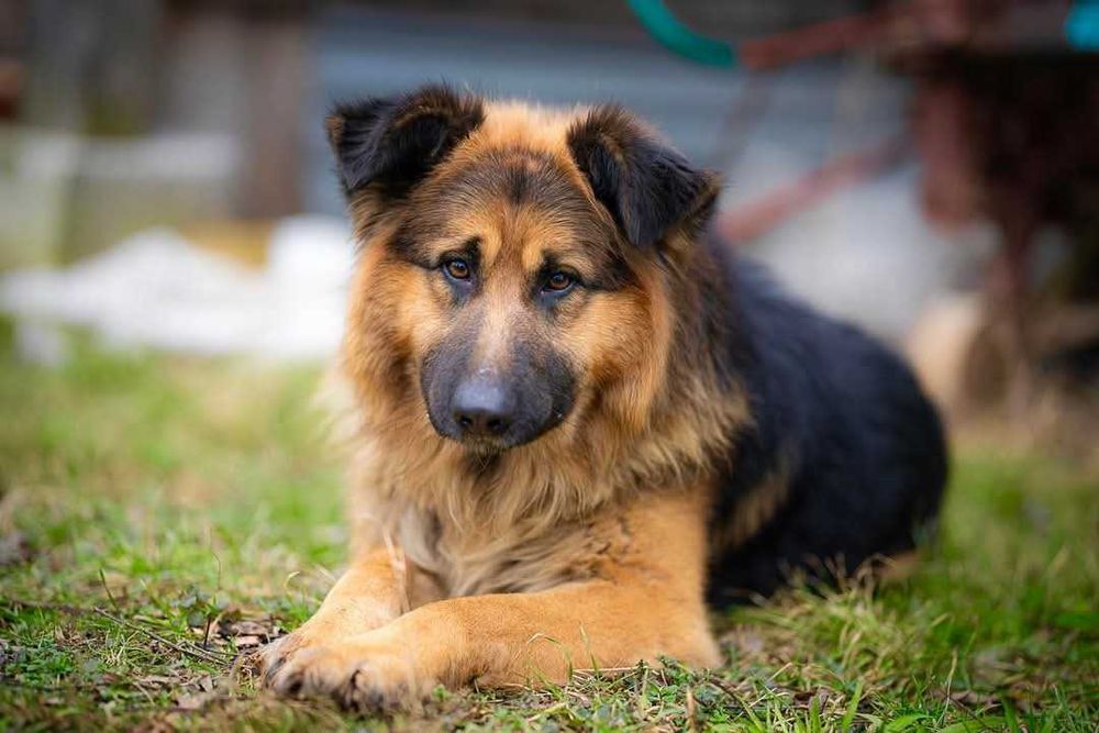 Piesek w typie owczarek niemiecki