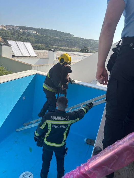 Eri- A Cadelinha resgatada pelos bombeiros!