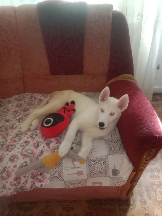 Отдам щенка сибирский хаски