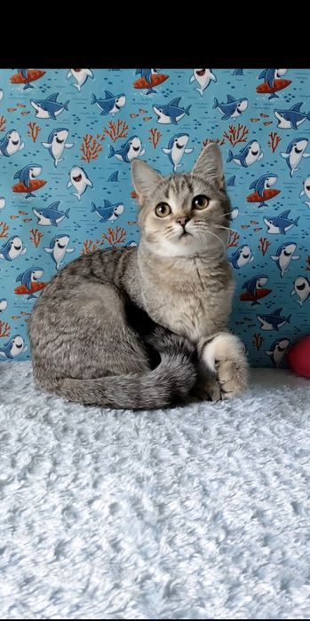 Дівчинка скотіш страйт.