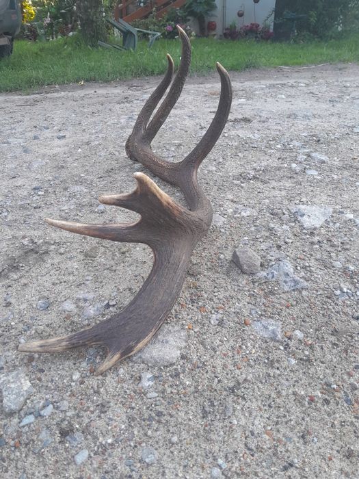 Zrzuty poroże rogi
