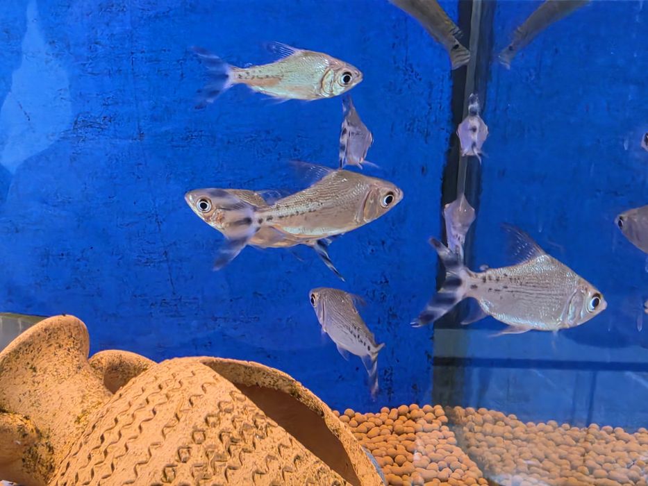 Flagtail Taeniurus