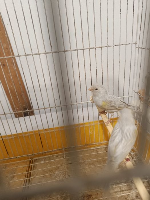 Canários ágata opala amarelo mosaico